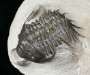 Crotalocephalus Maurus Trilobite #15556-1